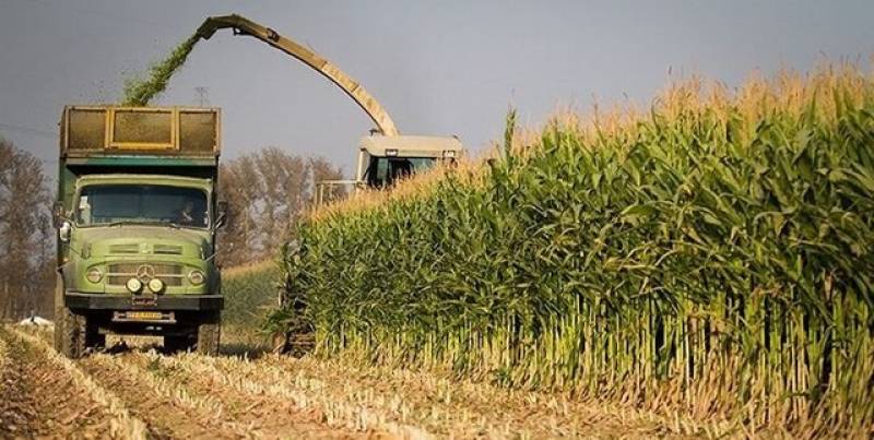 پیش‌بینی برداشت ۲۰ هزار تن ذرت علوفه‌ای در شهرستان عنبرآباد